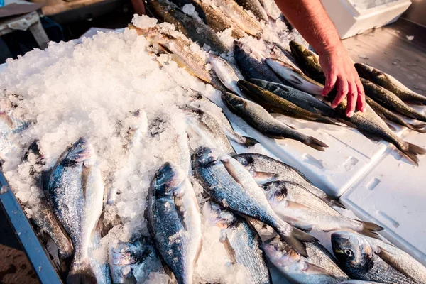 Mão Vendedor Até Está Organizando Peixes Stand Para Venda Mercado — Fotografia de Stock