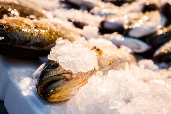 Färsk Fisk Till Salu Fiskhandlare Utomhus Fiskmarknaden — Stockfoto