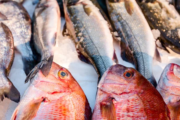 Pilha Peixe Fresco Norte Red Snapper Lutjanus Campechanusfish Para Venda — Fotografia de Stock