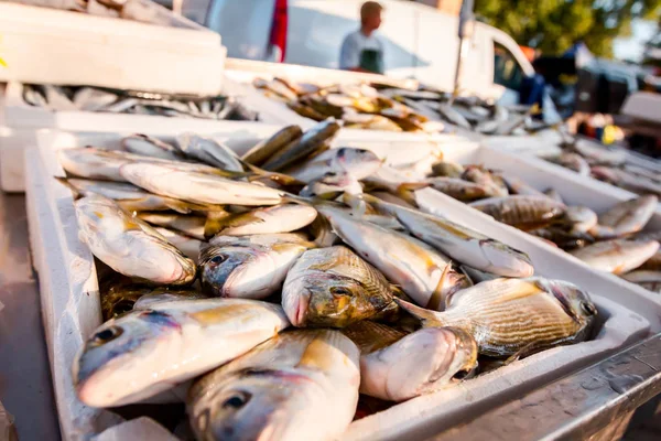 ドラド鮮魚魚屋 屋外の魚介類の市場の販売のための杭 — ストック写真