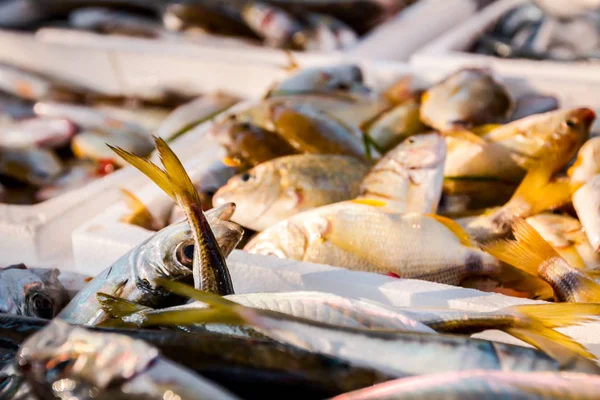 Stapel Von Verschiedenen Frischen Fisch Zum Verkauf Auf Dem Fischhändler — Stockfoto