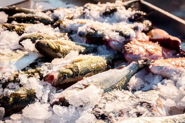 Купа Різних Свіжих Риб Продажу Риболовлі Відкритому Ринку Морепродуктів — стокове фото