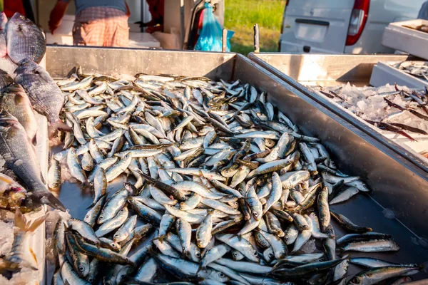 Stapel Verse Ansjovis Sardines Vissen Sardina Pilchardus Vis Koop Visboer — Stockfoto