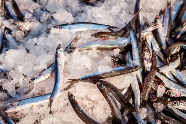 Купи Свіжої Риби Анчоус Європейський Продажу Рибою Морепродуктами Відкритий Ринок — стокове фото