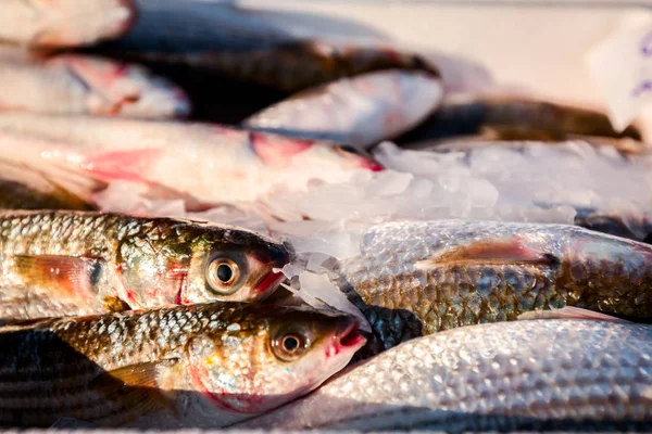 Halom Friss Flathead Márna Hal Halárus Piac Szabadtéri Tenger Gyümölcsei — Stock Fotó