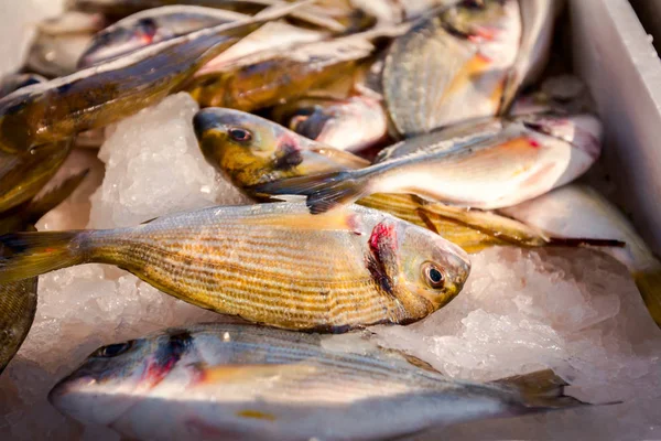 Pilha Peixe Dorado Fresco Para Venda Mercado Peixe Frutos Mar — Fotografia de Stock