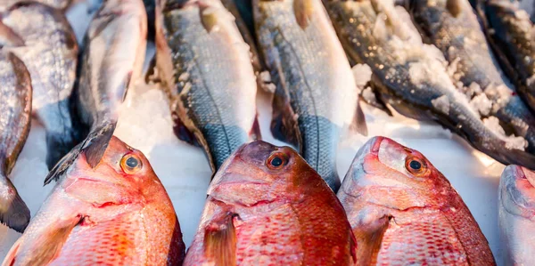 Pilha Peixe Fresco Norte Red Snapper Lutjanus Campechanusfish Para Venda — Fotografia de Stock