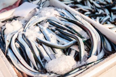 Pile of fresh Garfish, Belone Belone, needlefish, for sale on the fishmonger, outdoor seafood market. clipart