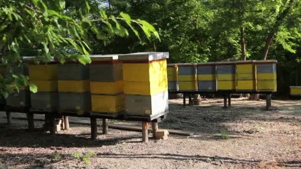 Σειρά Των Κυψελών Στις Ξύλινες Κολώνες Σήκωσε Μελισσοκομικά Μέλισσα Αγρόκτημα — Αρχείο Βίντεο