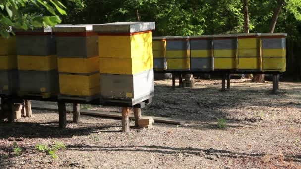 木製の柱を持ち上げ 養蜂場 養蜂所のハチの巣の行 行の木製のカラフルなハチの巣が地面から持ち上げ木造に配置されます — ストック動画