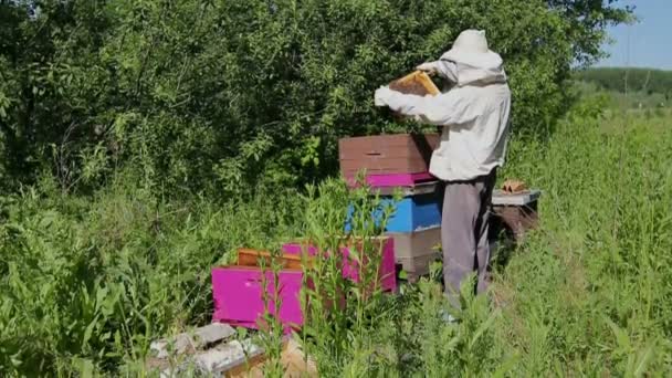 養蜂家は蜂のコロニーで蜂の巣の上で群れの活動を探しています — ストック動画