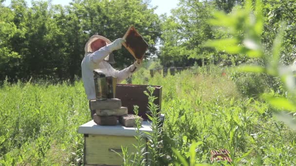 Beekeeper Looking Swarm Activity Honeycomb Wooden Frame Control Situation Bee — Stock Video