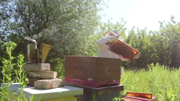 Bijenhouder Zoekt Zwermactiviteit Boven Honingraat Houten Frame Controlesituatie Bijenkolonie — Stockvideo