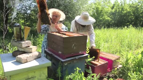 Senior Imker Holen Die Bienenwabe Auf Holzrahmen Heraus Die Situation — Stockvideo