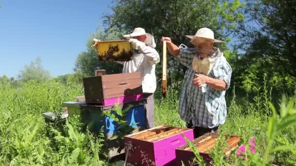 Los Apicultores Mayores Están Sacando Panal Marco Madera Para Controlar — Vídeo de stock