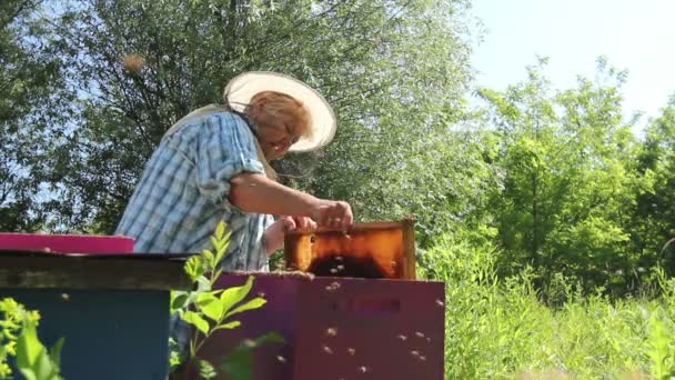 老年妇女 养蜂人正在养蜂场工作 赤手空拳的高级女子养蜂人是蜂群的控制情况 — 图库视频影像