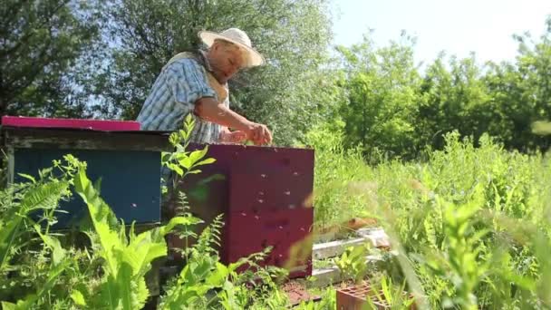 Mulher Idosa Apiarist Apicultor Está Trabalhando Apiary Barehanded Mulher Sênior — Vídeo de Stock