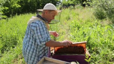 Yaşlı kadın apiarist, arıcı arı kovanı içinde çalışıyor. Silâhsız kadın kıdemli, arıcı, arı kolonisi denetim durum.