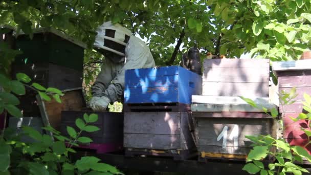 Imker Holt Die Bienenwabe Auf Holzrahmen Heraus Situation Bienenvolk Unter — Stockvideo