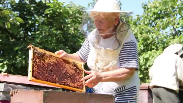 Donna Anziana Apiarista Apicoltore Sta Lavorando Apiario Mani Nude Donna — Video Stock