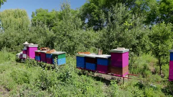 養蜂家は蜂のコロニーで蜂の巣の上で群れの活動を探しています — ストック動画