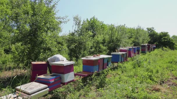 Apiarist Biodlare Arbetar Bigården Raden Bikupor Bee Farm Biodlaren Kontrollerar — Stockvideo