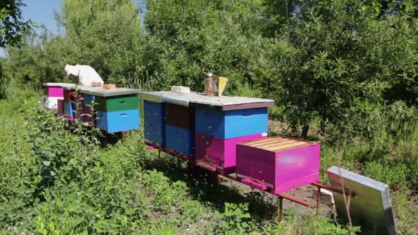 Pszczelarz Szuka Aktywności Roju Nad Plastrem Miodu Drewnianej Ramie Sytuacja — Wideo stockowe