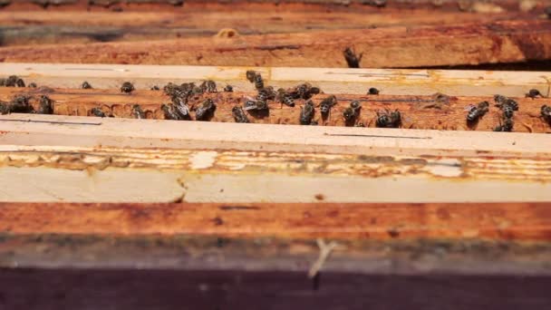 Dessus Vue Sur Ruche Ouverte Les Abeilles Rampent Long Ruche — Video