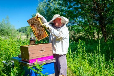 Arıcı, arı kolonisindeki kontrol durumu ve ahşap çerçeveli bal peteği üzerinde bir sürü aktivite arıyor..