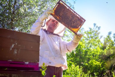 Arıcı, arı kolonisindeki kontrol durumu ve ahşap çerçeveli bal peteği üzerinde bir sürü aktivite arıyor..