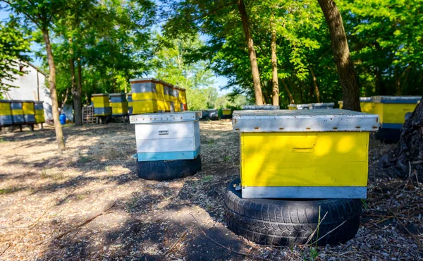 Colonia Abejas Jóvenes Pequeñas Colmenas Coloridas Madera Coloca Huerto Temprano —  Fotos de Stock