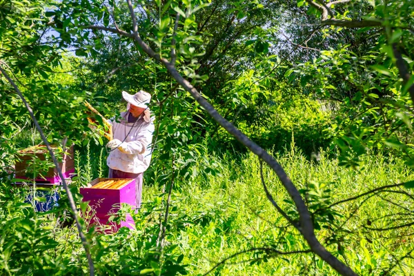 View trough green bush on beekeeper that is controlling situation in his bee colony.