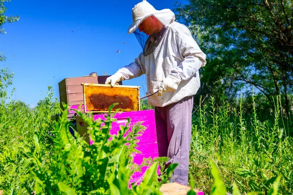 養蜂家は蜂のコロニーの状況を制御するために木製のフレーム上のハニカムを取り出します — ストック写真