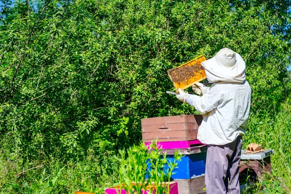 Bijenhouder Zoekt Zwermactiviteit Boven Honingraat Houten Frame Controlesituatie Bijenkolonie — Stockfoto