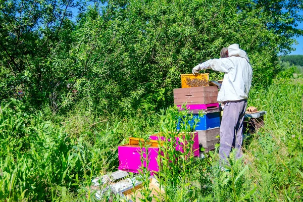 養蜂家は蜂のコロニーの状況を制御するために木製のフレーム上のハニカムを取り出します — ストック写真