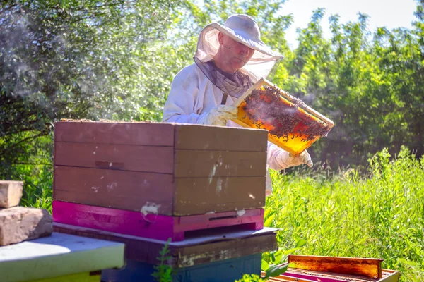 Imker Sucht Schwarmaktivität Über Wabe Auf Holzrahmen Kontrollsituation Bienenvolk — Stockfoto