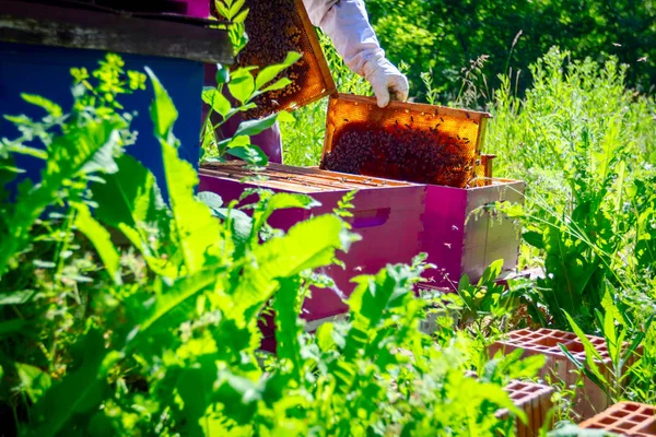 Imker Holt Die Bienenwabe Auf Holzrahmen Heraus Situation Bienenvolk Unter — Stockfoto