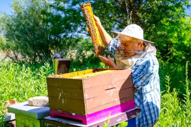 Silâhsız kadın kıdemli, arıcı, arı kolonisi denetim durum.