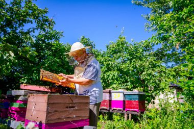 Silâhsız kadın kıdemli, arıcı, arı kolonisi denetim durum.