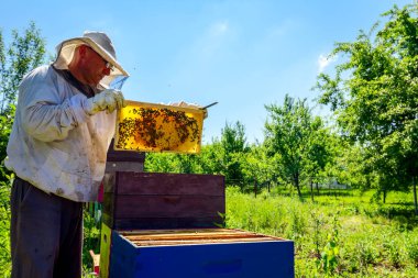 Arıcı, arı kolonisindeki kontrol durumu ve ahşap çerçeveli bal peteği üzerinde bir sürü aktivite arıyor..