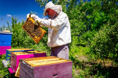Arıcı, arı kolonisindeki kontrol durumu ve ahşap çerçeveli bal peteği üzerinde bir sürü aktivite arıyor..