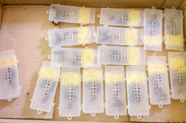 Yeni Kraliçe Arı ile birkaç arı koloni için eklemeden önce küçük plastik kafes içinde yerleştirilir yapay üreme.