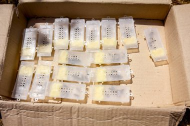 Yeni Kraliçe Arı ile birkaç arı koloni için eklemeden önce küçük plastik kafes içinde yerleştirilir yapay üreme.