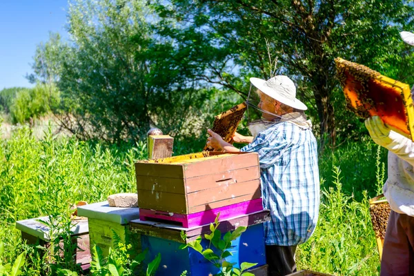 Kontrolu Situace Včelstva Holýma Rukama Starší Žena Včelař — Stock fotografie