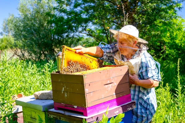 Barhänt Senior Kvinna Biodlare Kontroll Situation Bee Koloni — Stockfoto