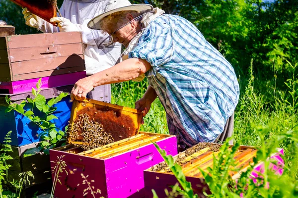 長袖の年配の女性 養蜂家はミツバチのコロニーの制御状況です — ストック写真