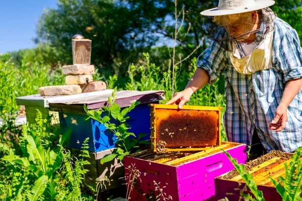 Barehanded Starszy Kobieta Pszczelarz Jest Kontroli Sytuacji Kolonii Pszczół — Zdjęcie stockowe