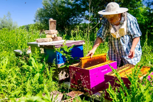 Wanita Senior Tanpa Alas Kaki Penjaga Lebah Mengendalikan Situasi Koloni — Stok Foto