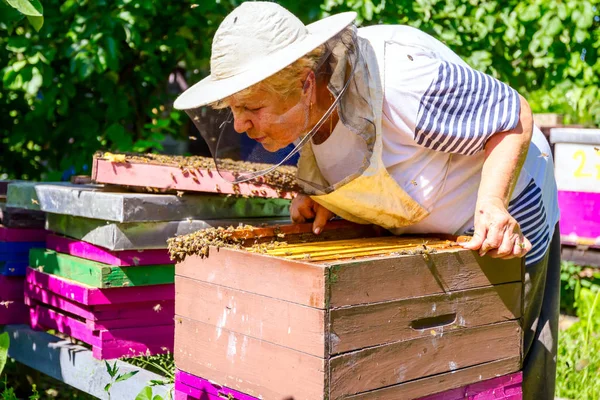 長袖の年配の女性 養蜂家はミツバチのコロニーの制御状況です — ストック写真