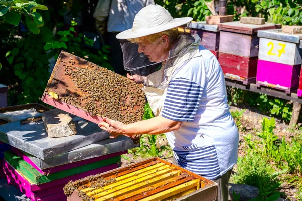 Barehanded Starszy Kobieta Pszczelarz Jest Kontroli Sytuacji Kolonii Pszczół — Zdjęcie stockowe